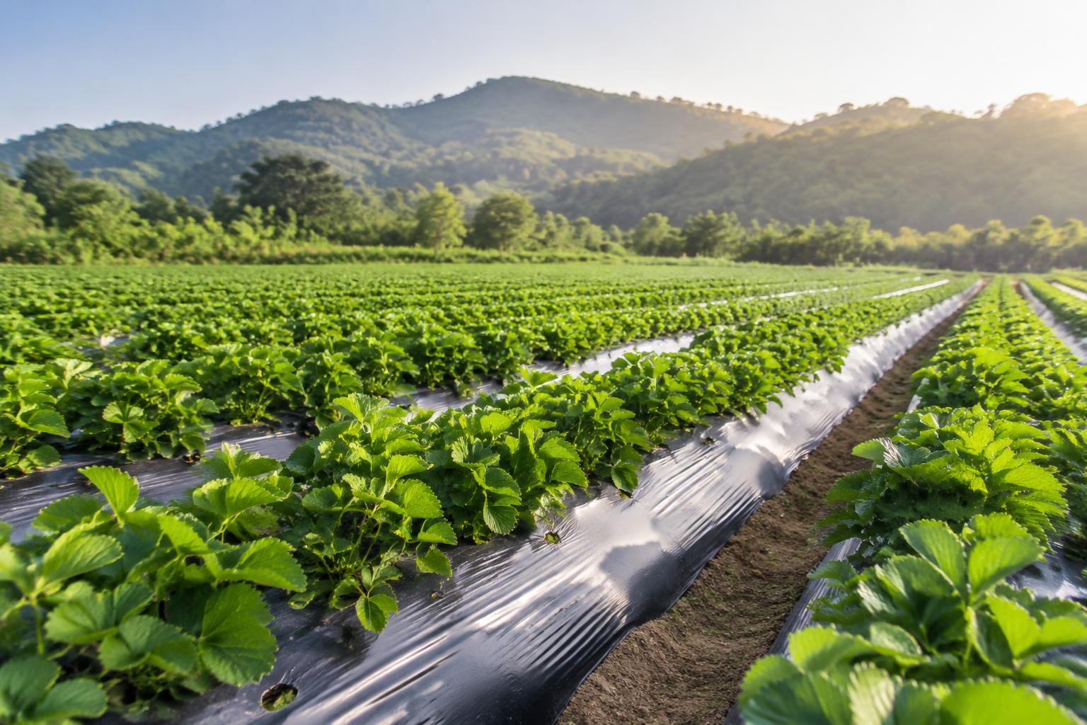 Mulching film in an agricultural crop field
